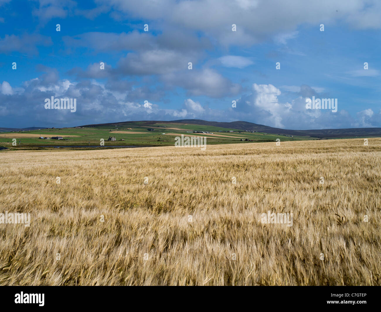 dh Barley field Scotland autumn STENNESS ORKNEY Countryside harvest uk farm land landscapes crop blue sky crops in fields Stock Photo