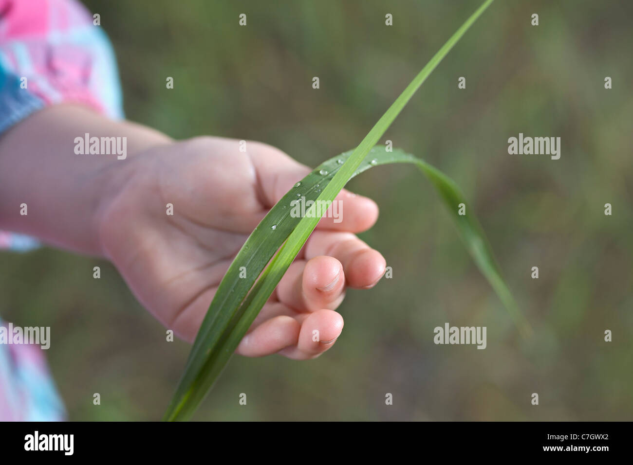 A child holding blades of grass, focus on hand Stock Photo Alamy