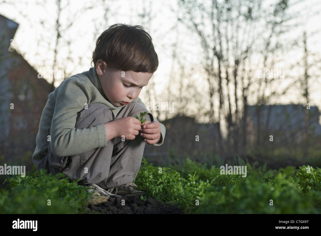 A boy staring intently at a leaf, autumn Stock Photo