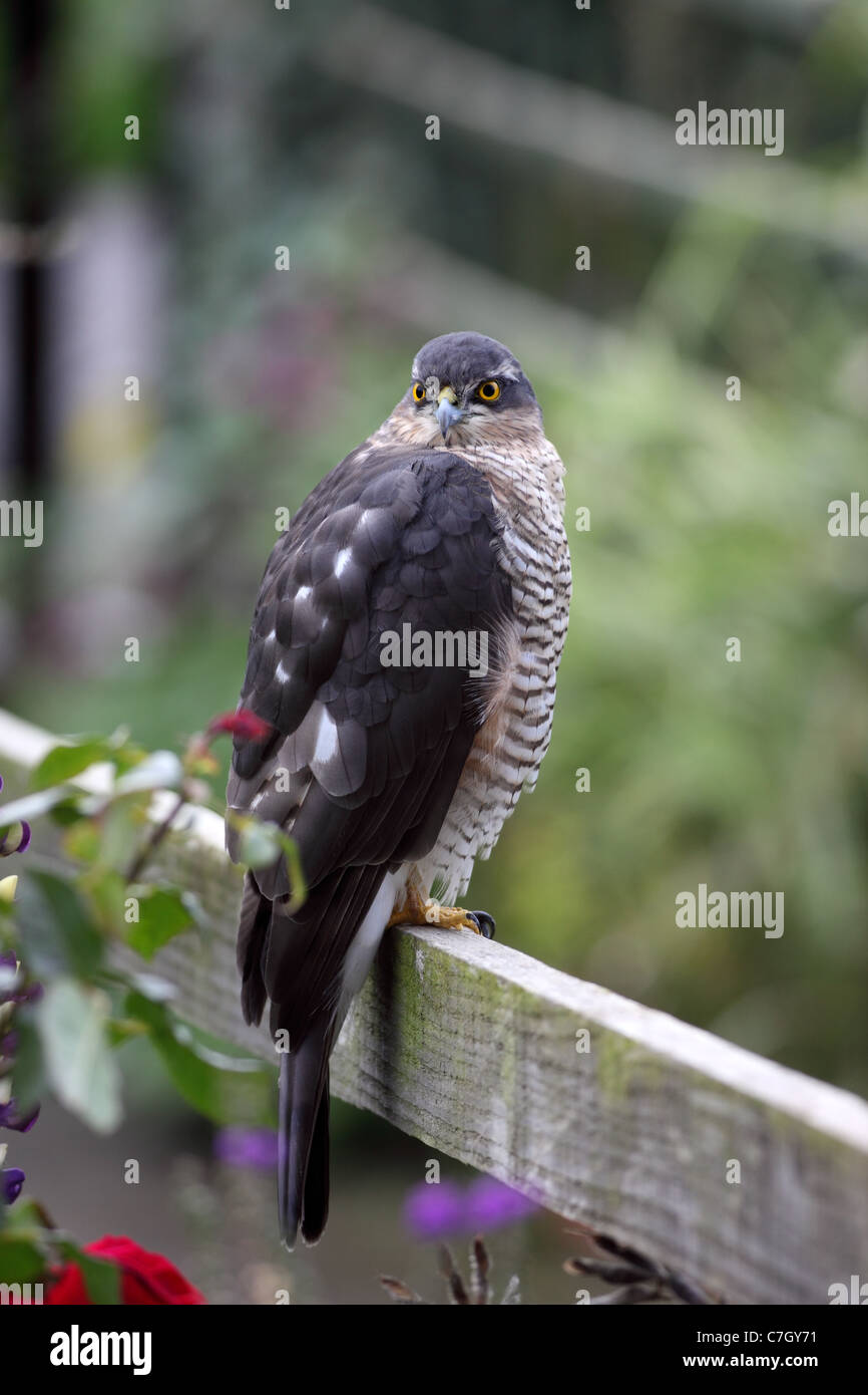 Sparrowhawk Accipter nisus Perched on Garden Fence UK Stock Photo