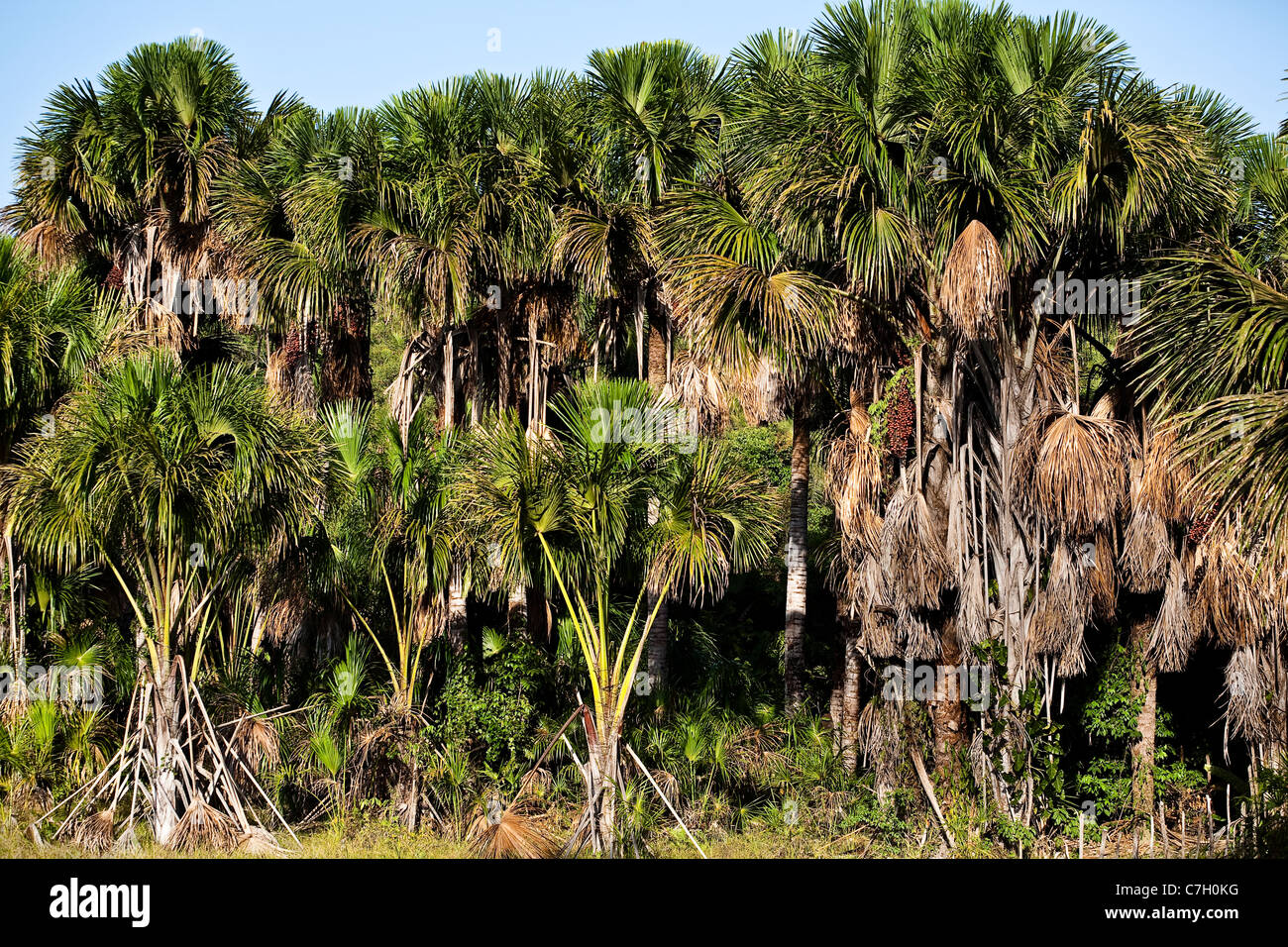 The Buriti tree in Maranhão State, Brazil Stock Photo