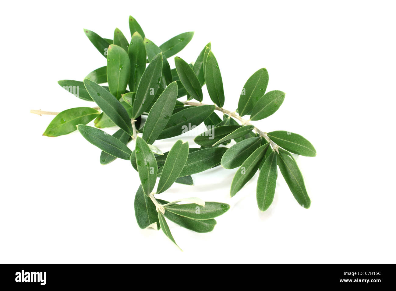 fresh green olive branch on a white background Stock Photo - Alamy