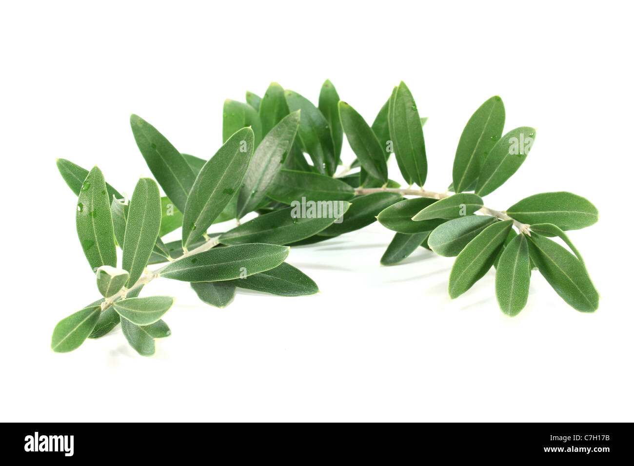 fresh green olive branch on a white background Stock Photo - Alamy
