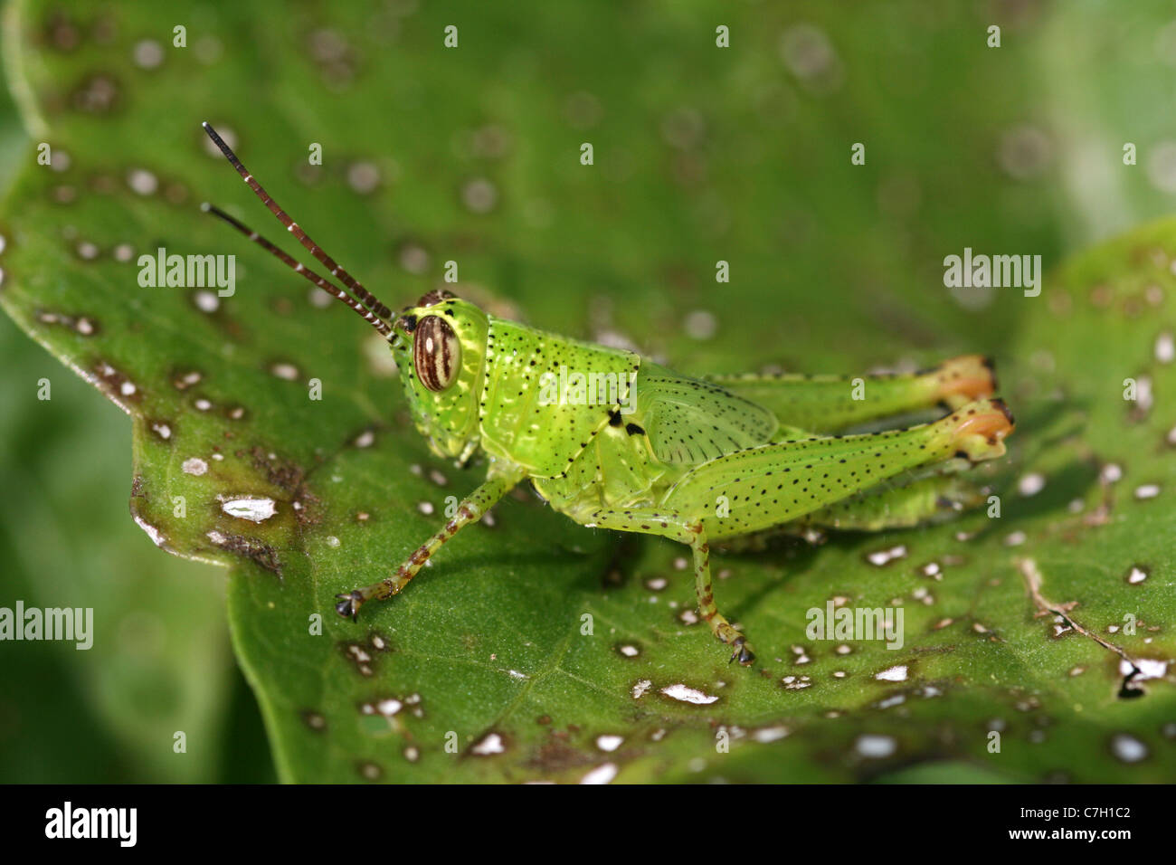 Grasshopper Nymph Sits Camouflaged On A Leaf In Java, Indonesia Stock Photo