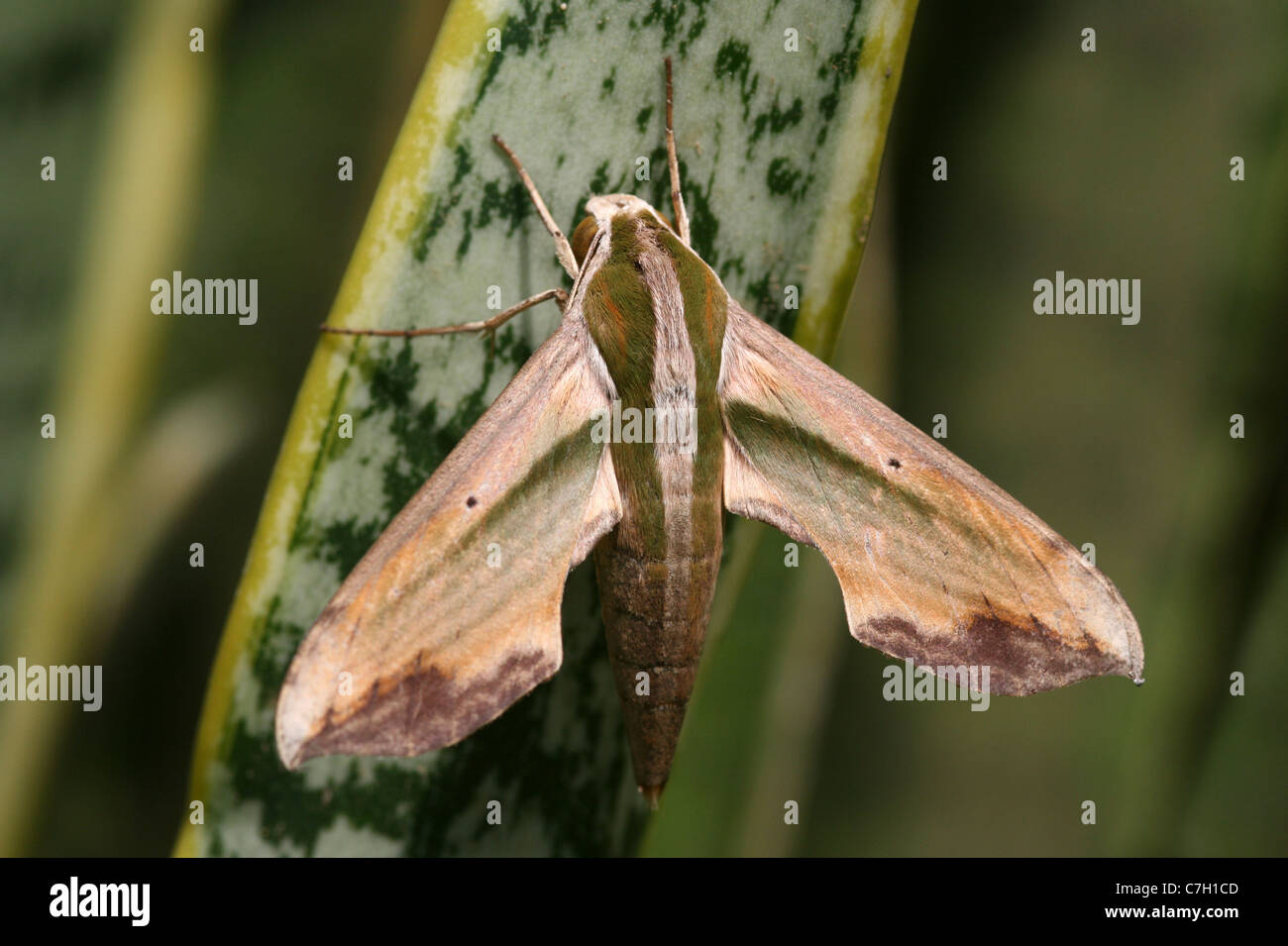 Green Hawk Moth Pergesa acteus, Java, Indonesia Stock Photo