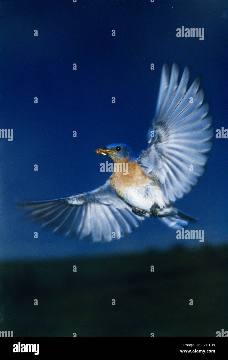 MALE EASTERN BLUEBIRD IN FLIGHT (Sialia sialis Stock Photo - Alamy