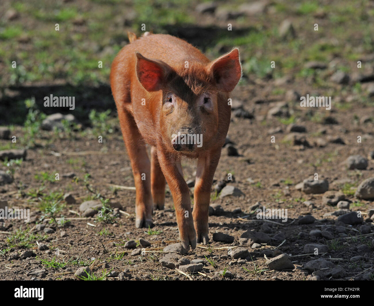 Ginger pig hi-res stock photography and images - Alamy