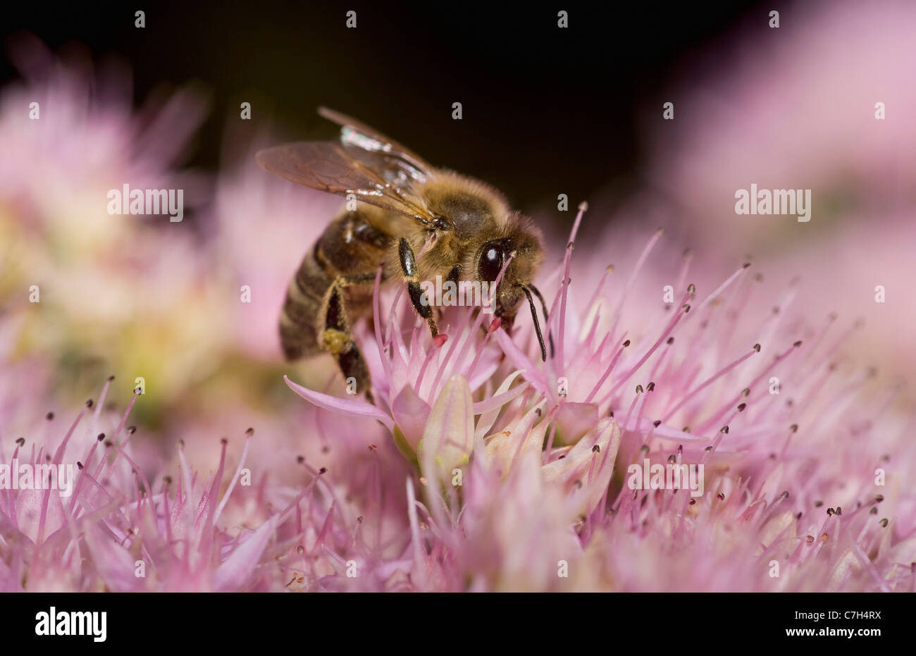 A honey bee (Apis mellifica) perched on a flower Stock Photo