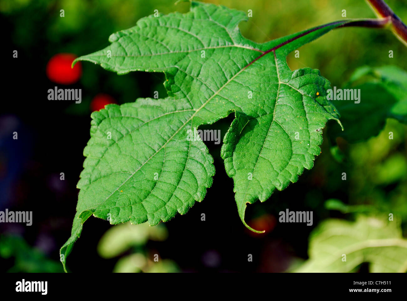 Leaf extreme close hi-res stock photography and images - Alamy