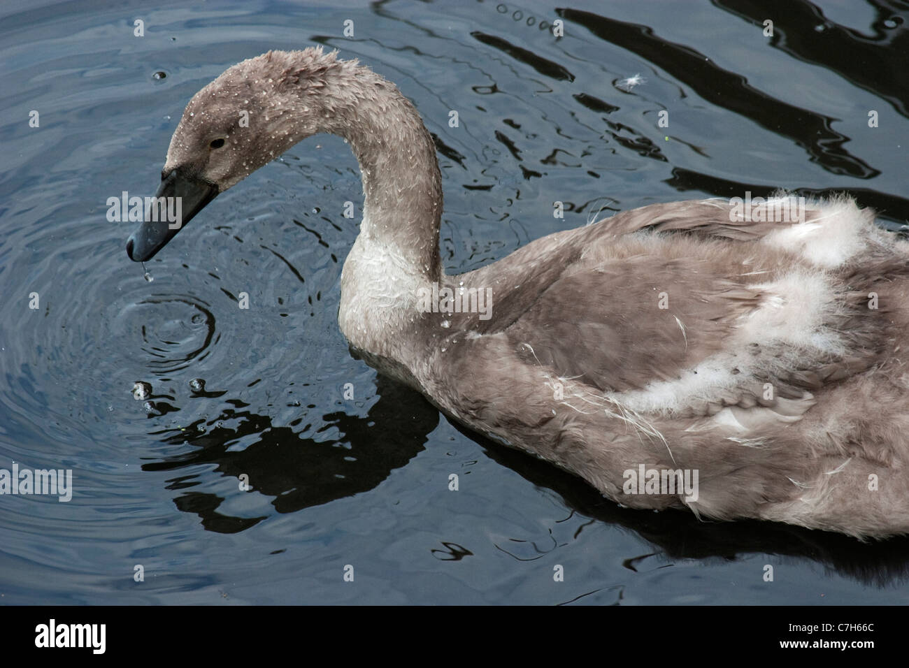 A large signet swims on the River Avon Stock Photo