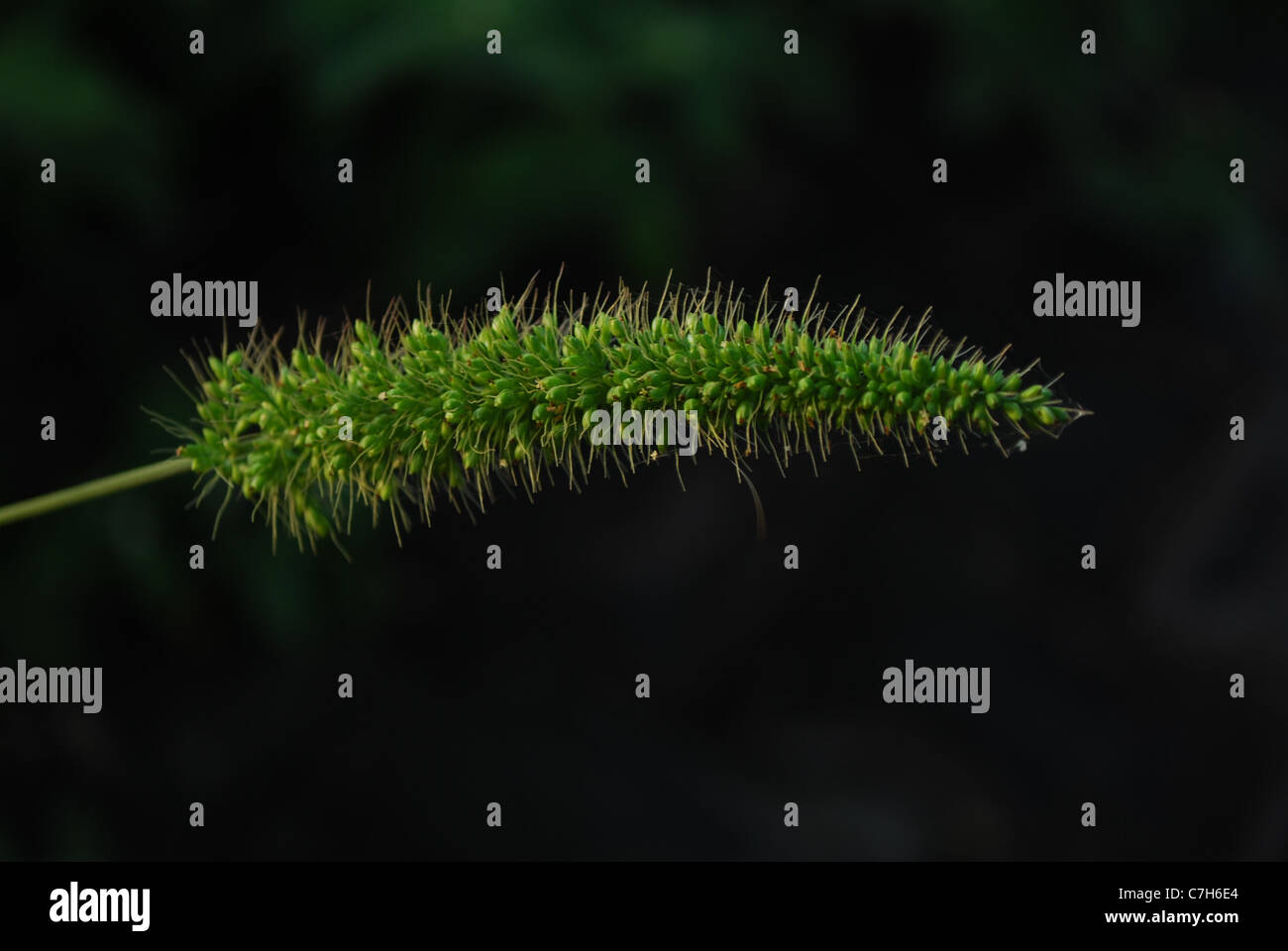 Green Foxtail Stock Photo