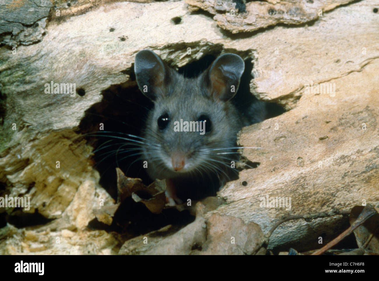 DEER MOUSE (PEROMYSCUS MANICULATUS) IN NEST HOLE Stock Photo