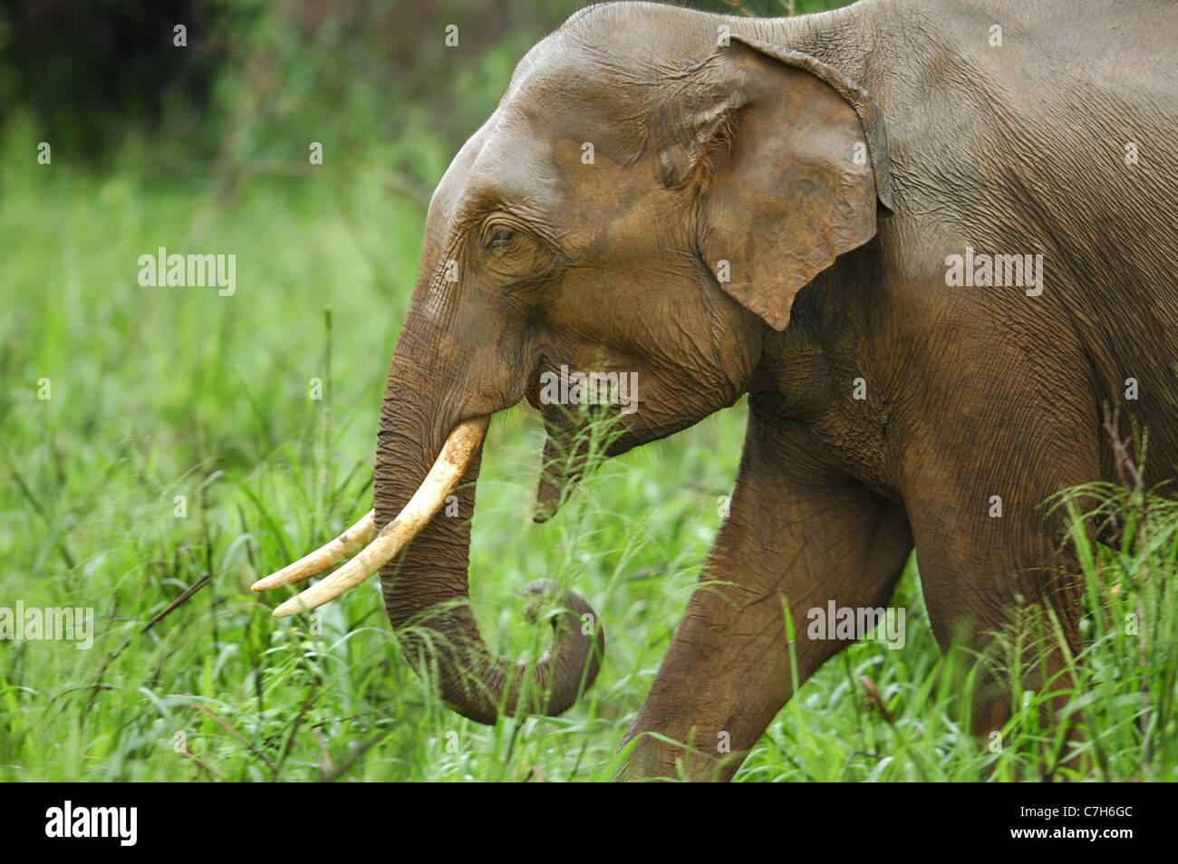 ‘Tusker’ Asian Elephant (Elephas maximus), Sri Lanka Stock Photo