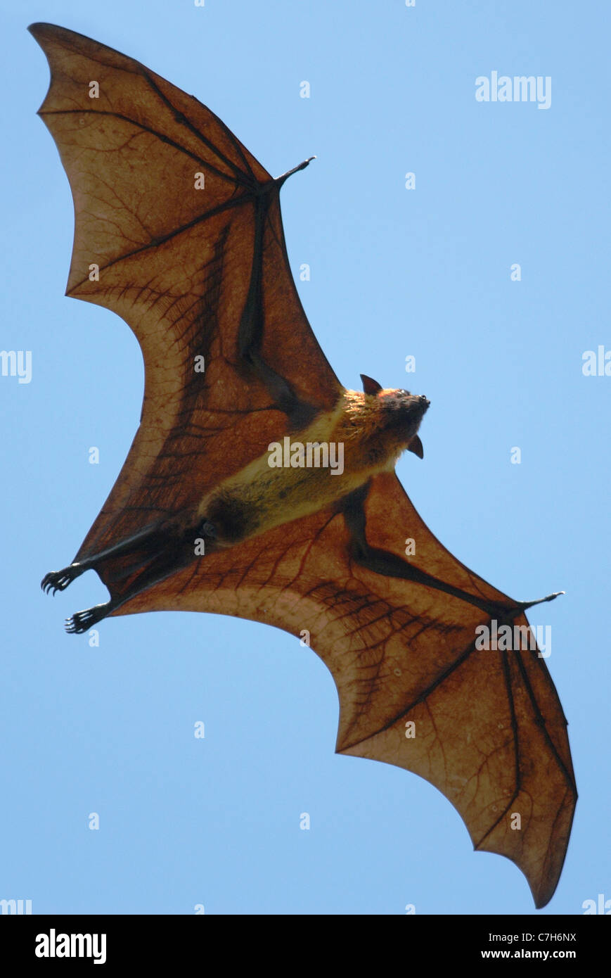 Flying Fox (Pteropus giganteus) flying in Sri Lanka Stock Photo