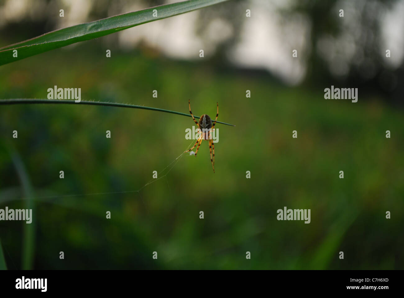 Spider close up hi-res stock photography and images - Alamy