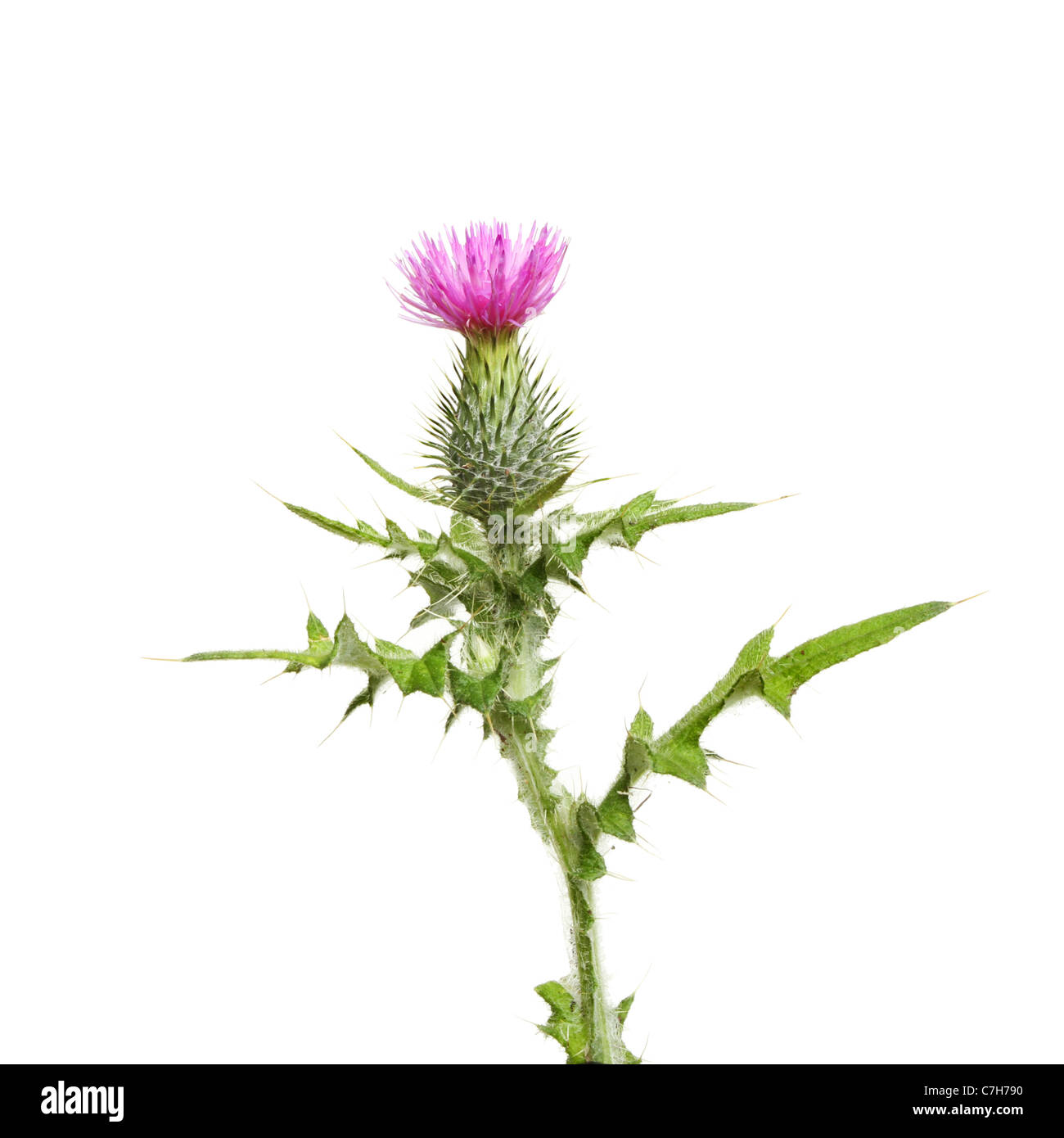 Thistle Flower And Leaves With Prickles Isolated Against White Stock Photo Alamy