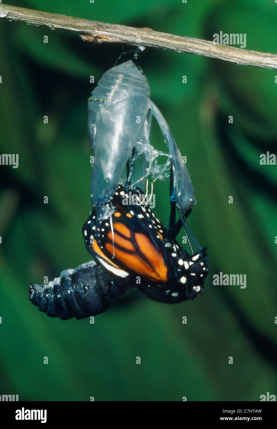 MONARCH BUTTERFLY (DANAUS PLEXIPPUS) HATCHING FROM CACOON Stock Photo