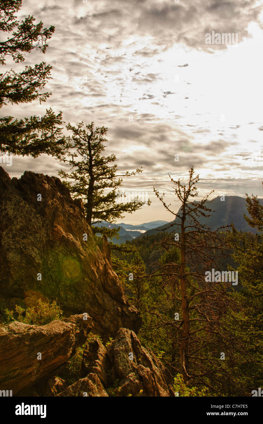 Rocky mountain pine hi-res stock photography and images - Alamy