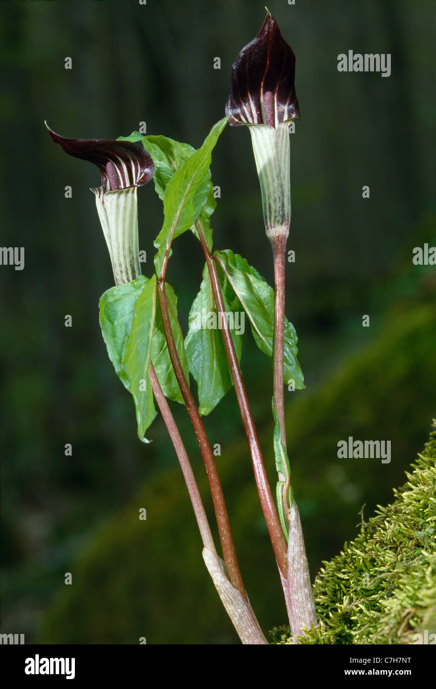 JACK-IN-THE-PULPIT (ARISAEMA SP) Stock Photo
