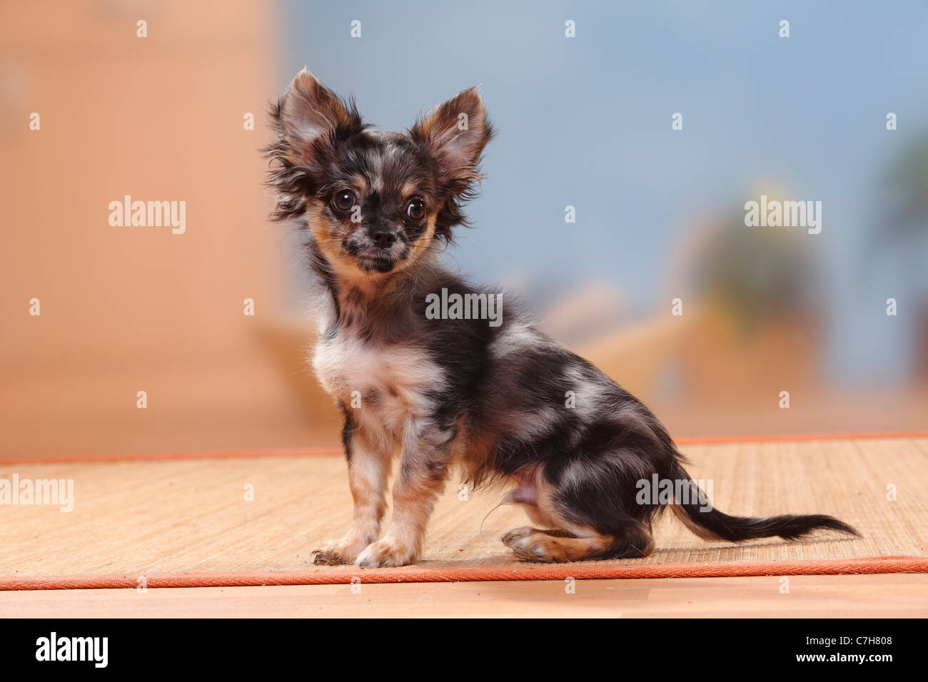 Merle long haired chihuahua 2025