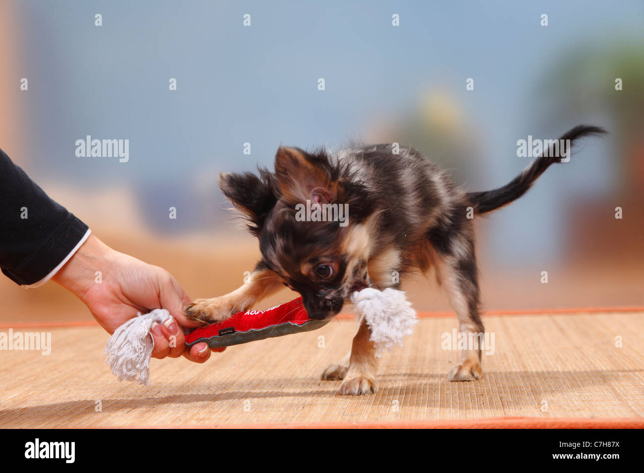 Chihuahua Longhaired Puppy Dark Merle 17 Weeks Toy Stock