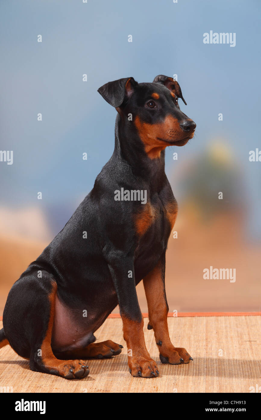 German Pinscher, puppy, 17 weeks Stock Photo