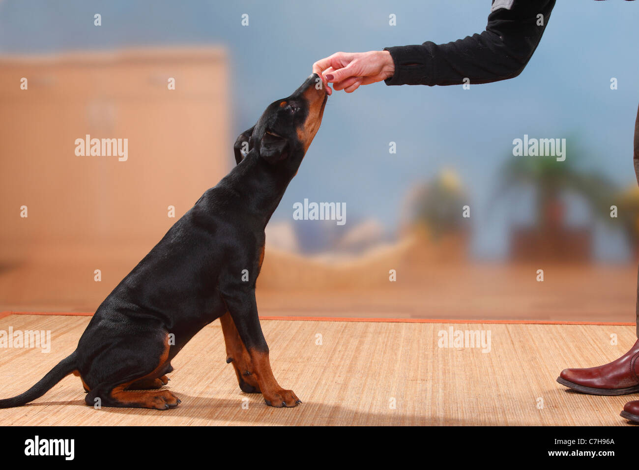 German Pinscher, puppy, 17 weeks, training 'sit', getting treat / side Stock Photo