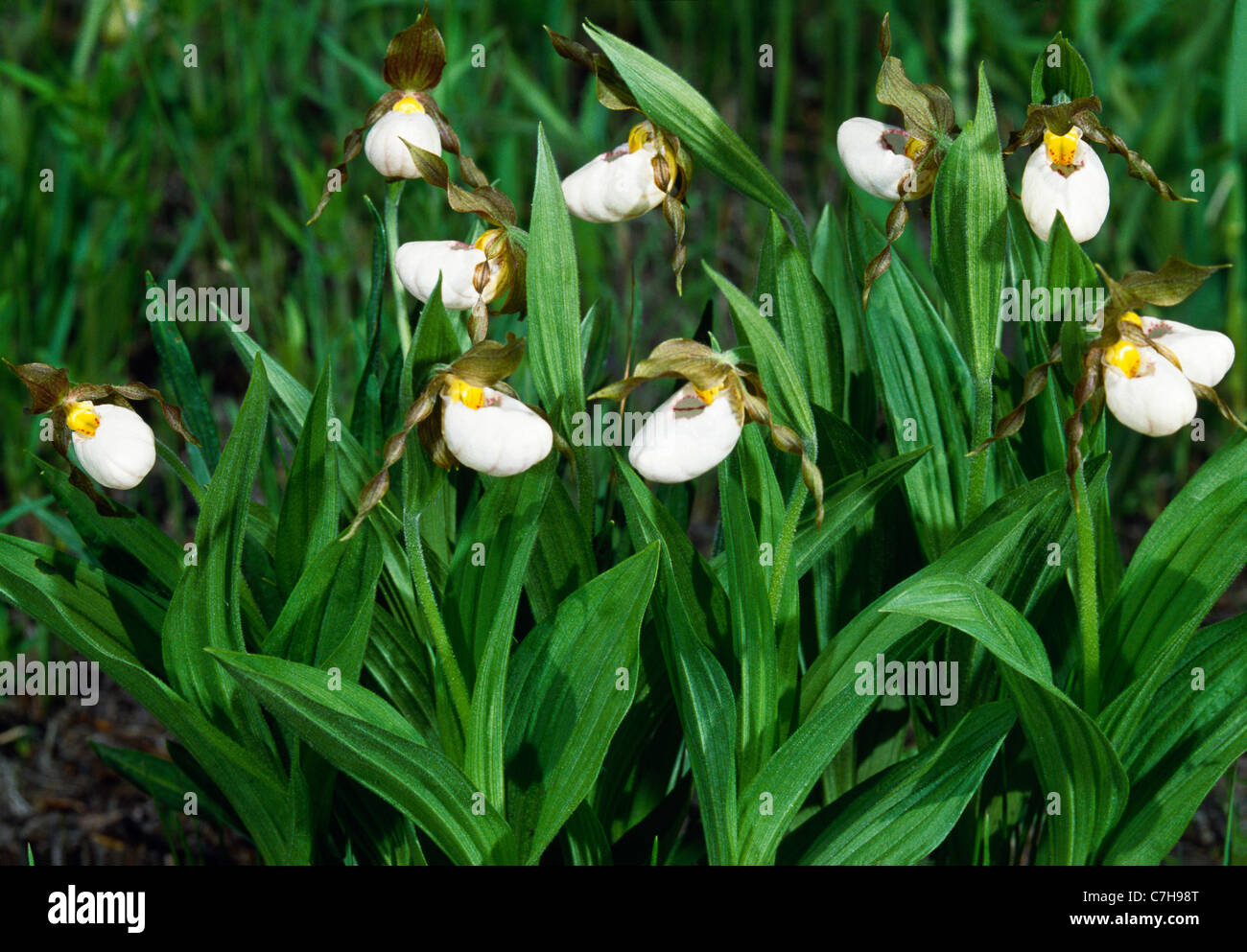 SMALL WHITE LADY'S SLIPPERS (CYPRIPEDIUM CANDIDUM) Stock Photo
