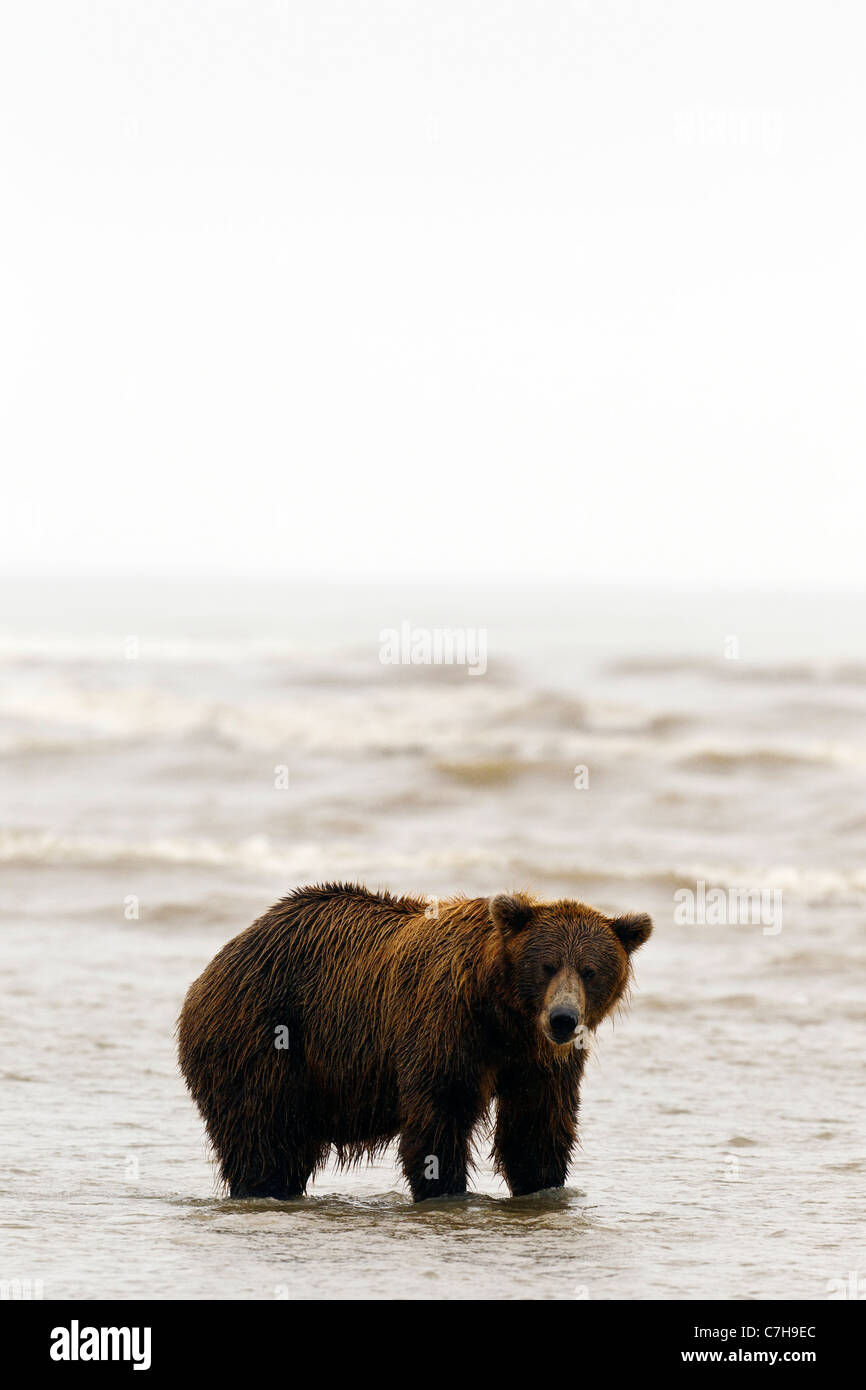 North American brown bear (Ursus arctos horribilis) looking for salmon, Lake Clark National Park, Alaska, United States Stock Photo