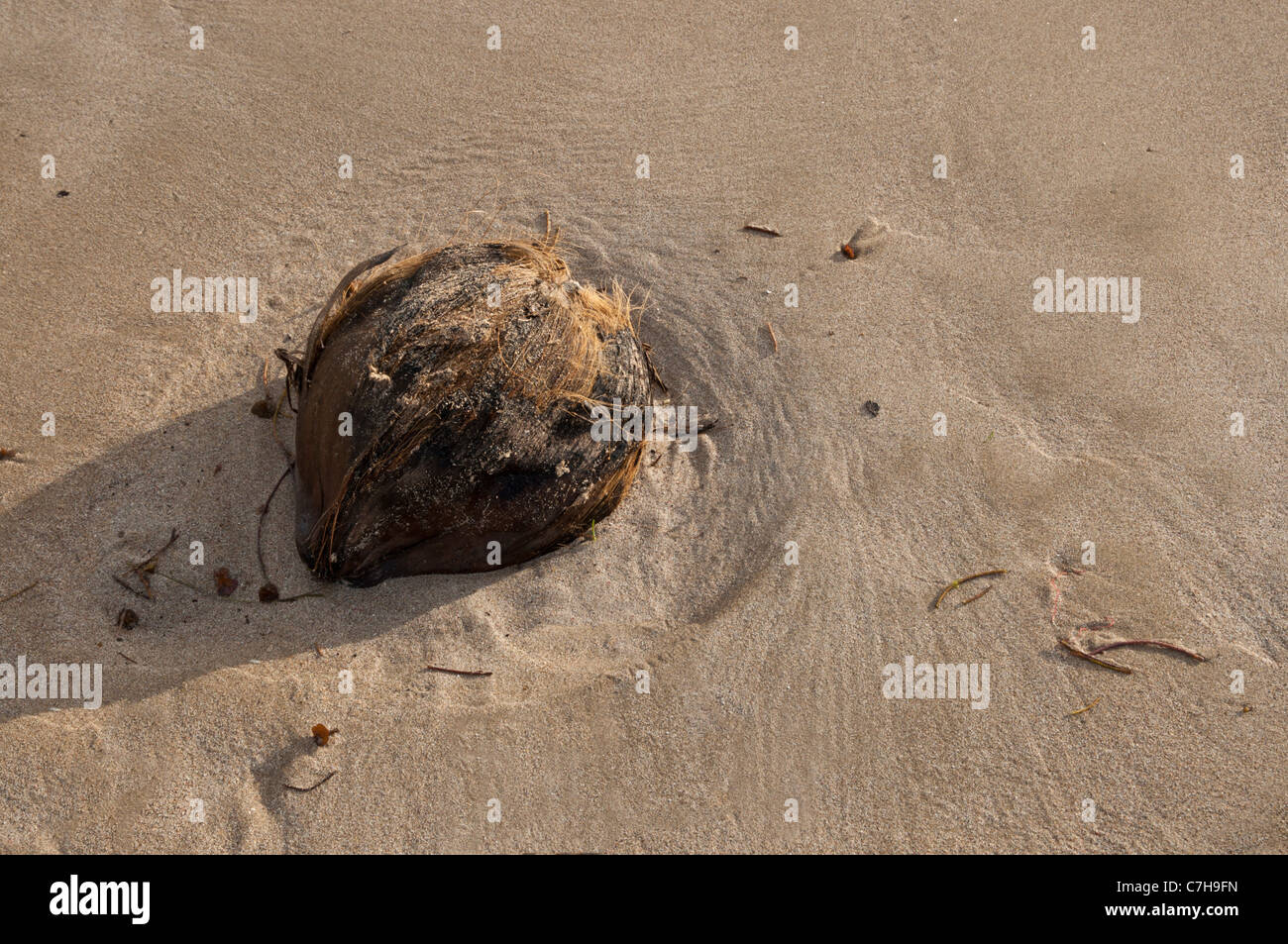coconut washed up on beach, St. Kitts Stock Photo Alamy