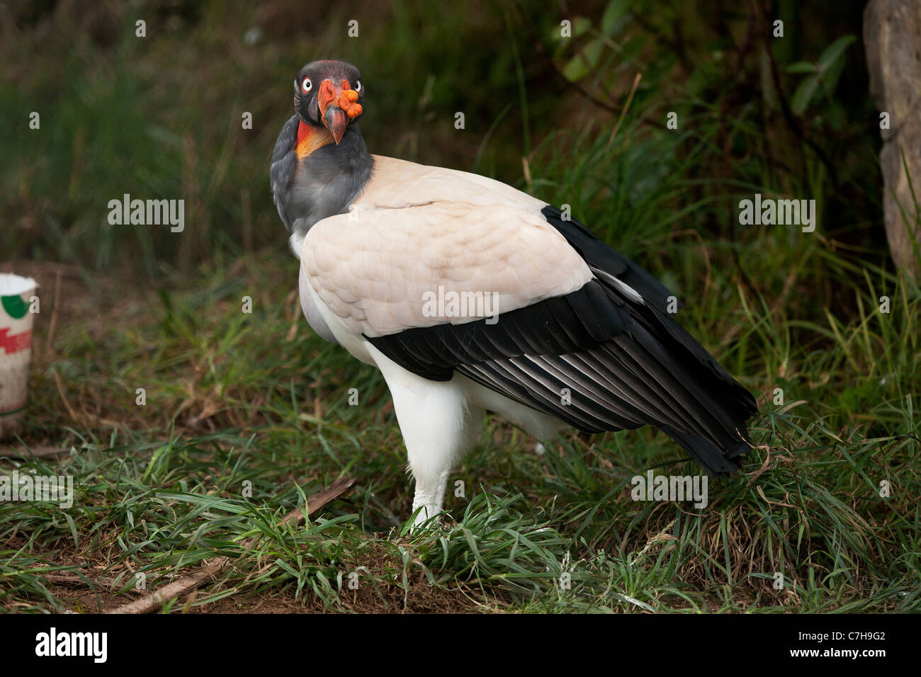 An Andean Condor at Gran Porcon, a community close to Cajamarca in the Northern Peruvian Highlands Stock Photo