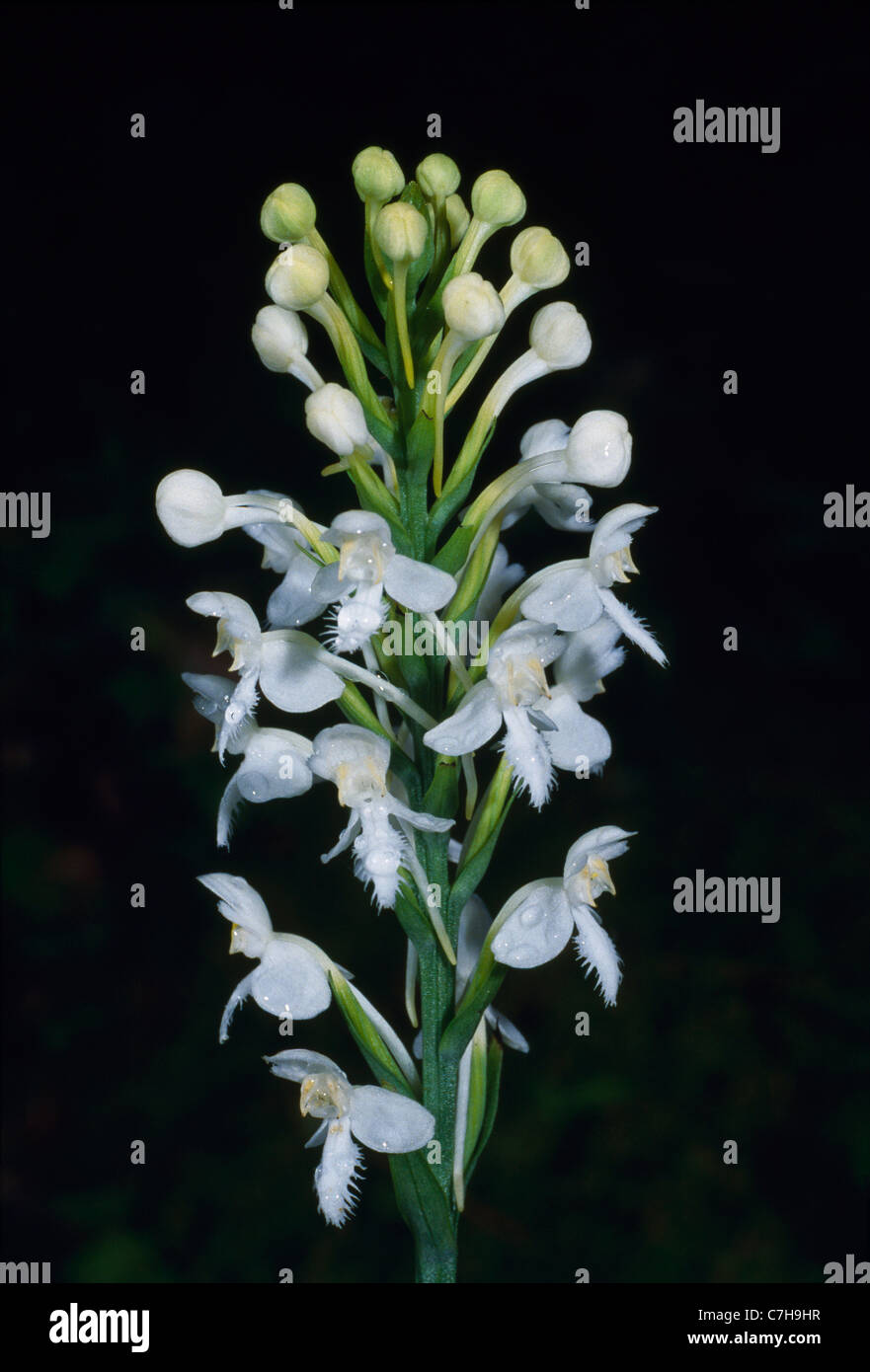 WHITE FRINGED ORCHIS (HABENARIA BLEPHARIGLOTTIS)AKA (PLATANTHERA BLEPHARIGLOTTIS) Stock Photo