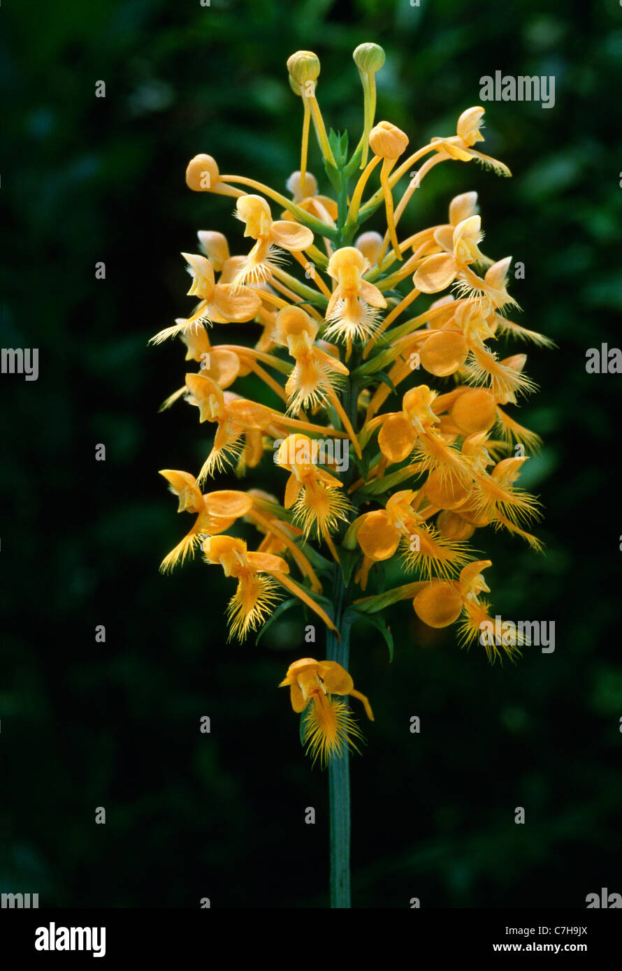 YELLOW FRINGED ORCHIS (HABENARIA CILIARIS) Stock Photo