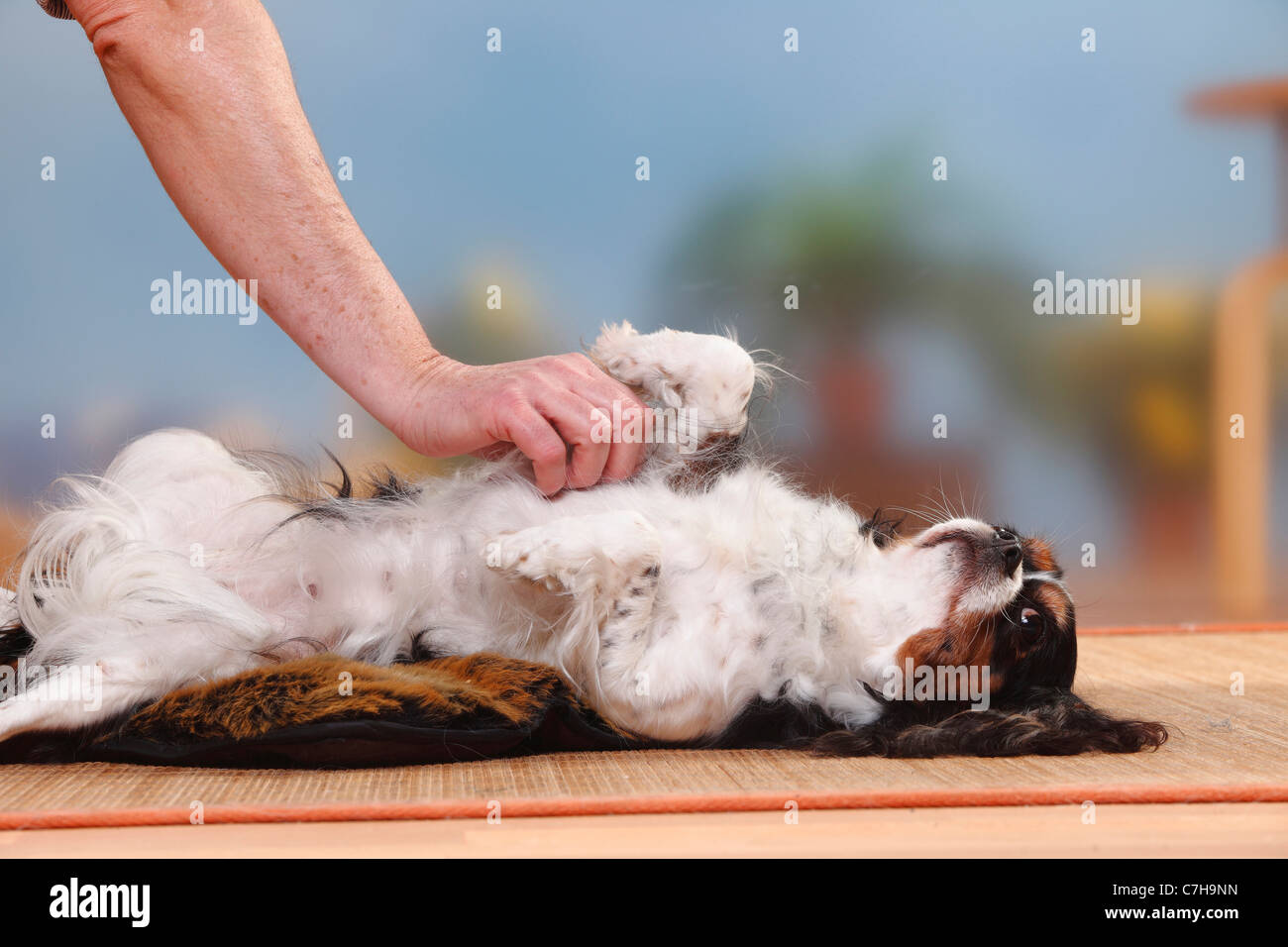 Does Rawhide Dissolve In A Cavalier King Charles Spaniels Stomach