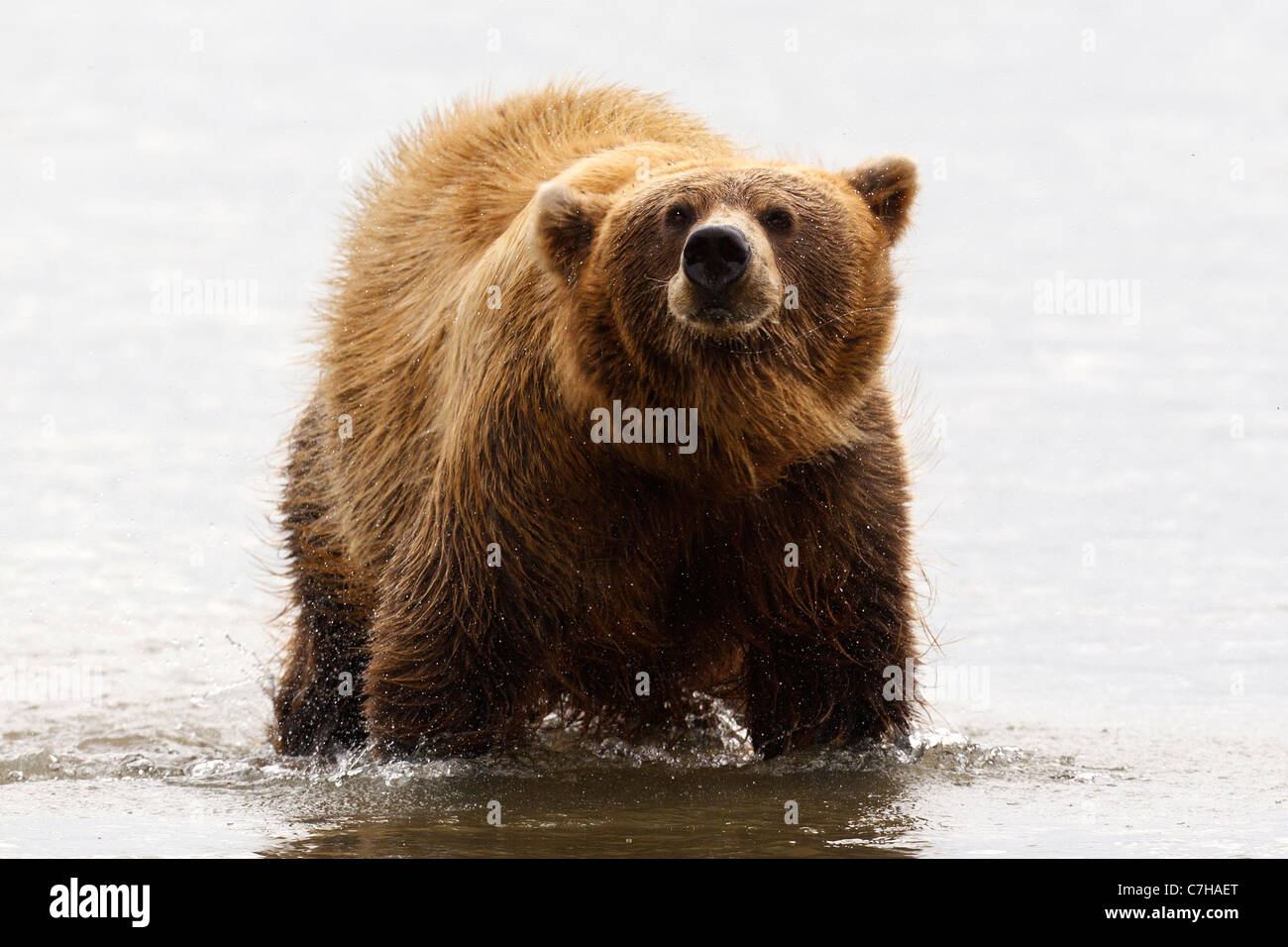 North American brown bear (Ursus arctos horribilis) sow shakes water off, Lake Clark National Park, Alaska, United States Stock Photo