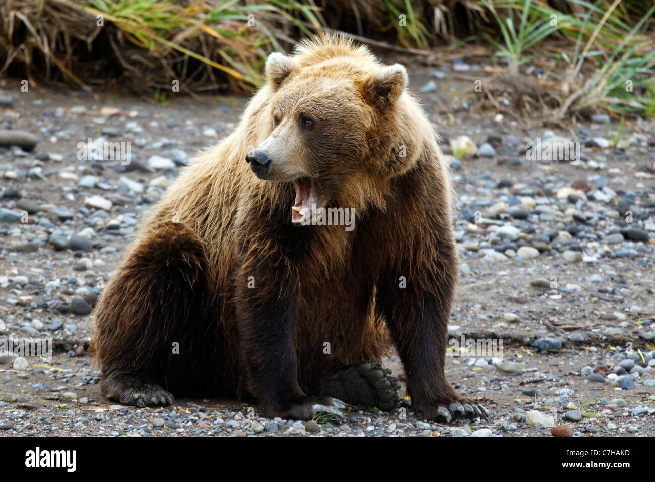 North American brown bear (Ursus arctos horribilis) sow yawns, Lake Clark National Park, Alaska, United States Stock Photo