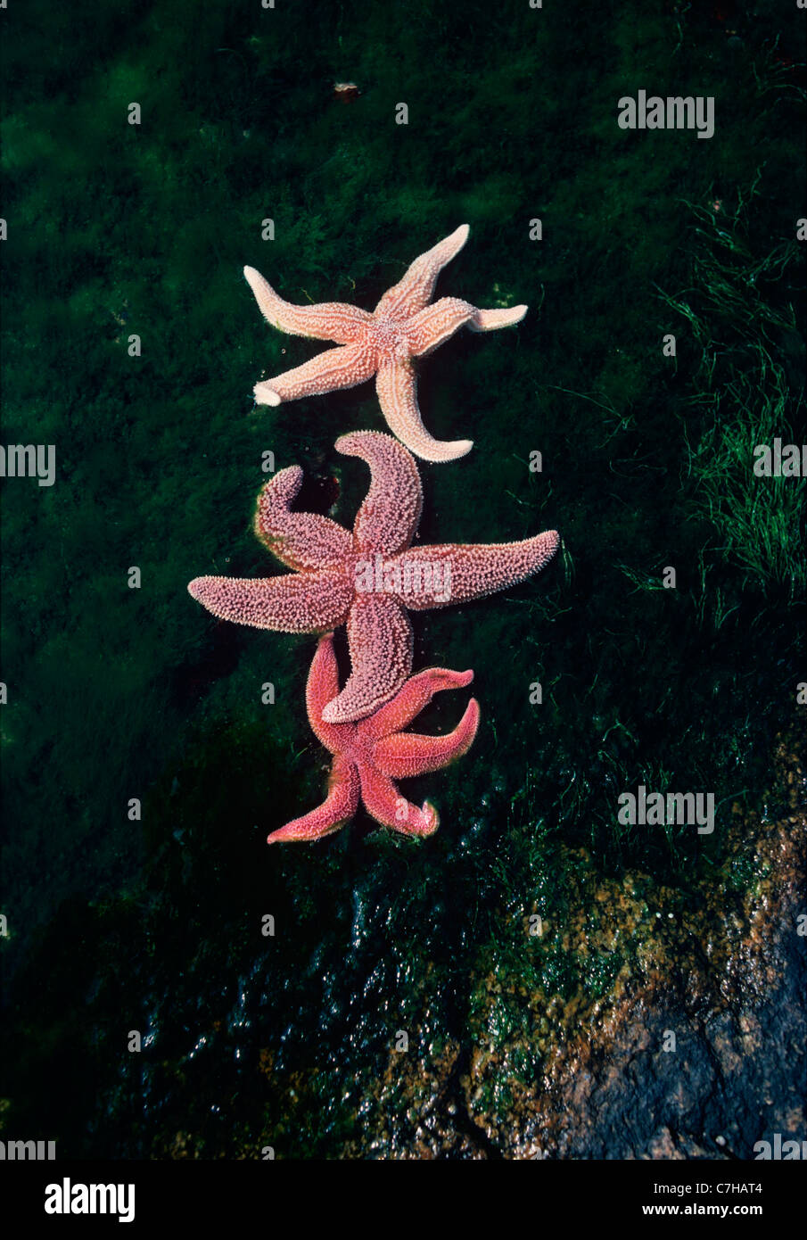 Northern Sea Star (Asterias vulgaris)