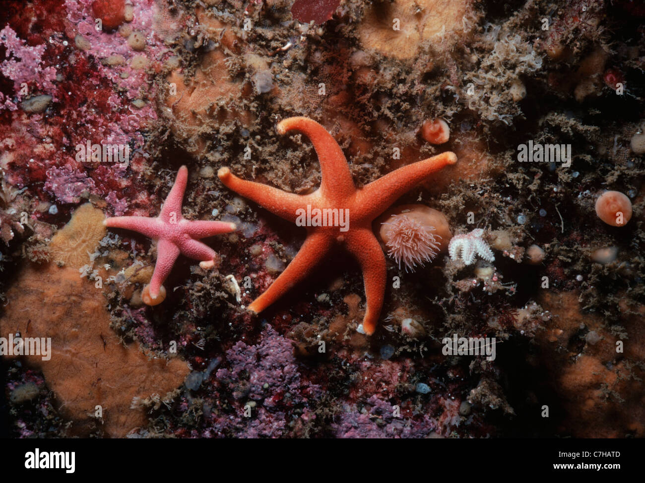 Blood Stars (Henricia sanguinolenta) scavenging on substrate. New England (USA), North Atlantic Ocean Stock Photo