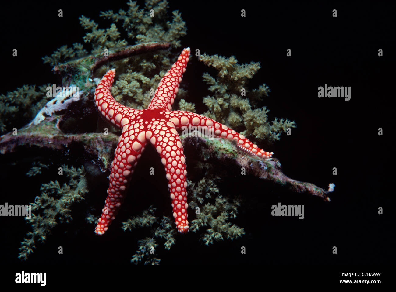 Red Mesh Starfish (Fromia monilis) on Coral . Egypt, Red Sea Stock Photo