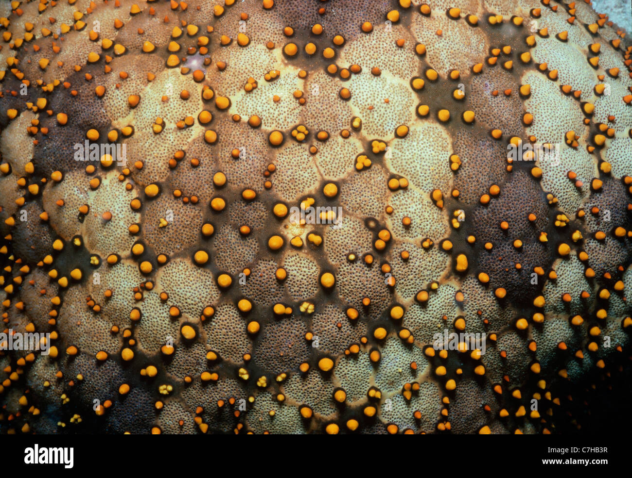 Close-up of skin on a Cushion Star (Culcita schmideliana). Ningaloo Reef, West Australia - Indian Ocean Stock Photo