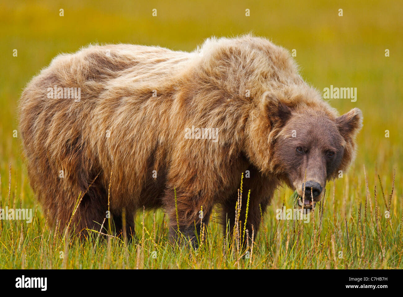 North American brown bear (Ursus arctos horribilis) sow stands in grassy field, Lake Clark National Park, Alaska, United States Stock Photo