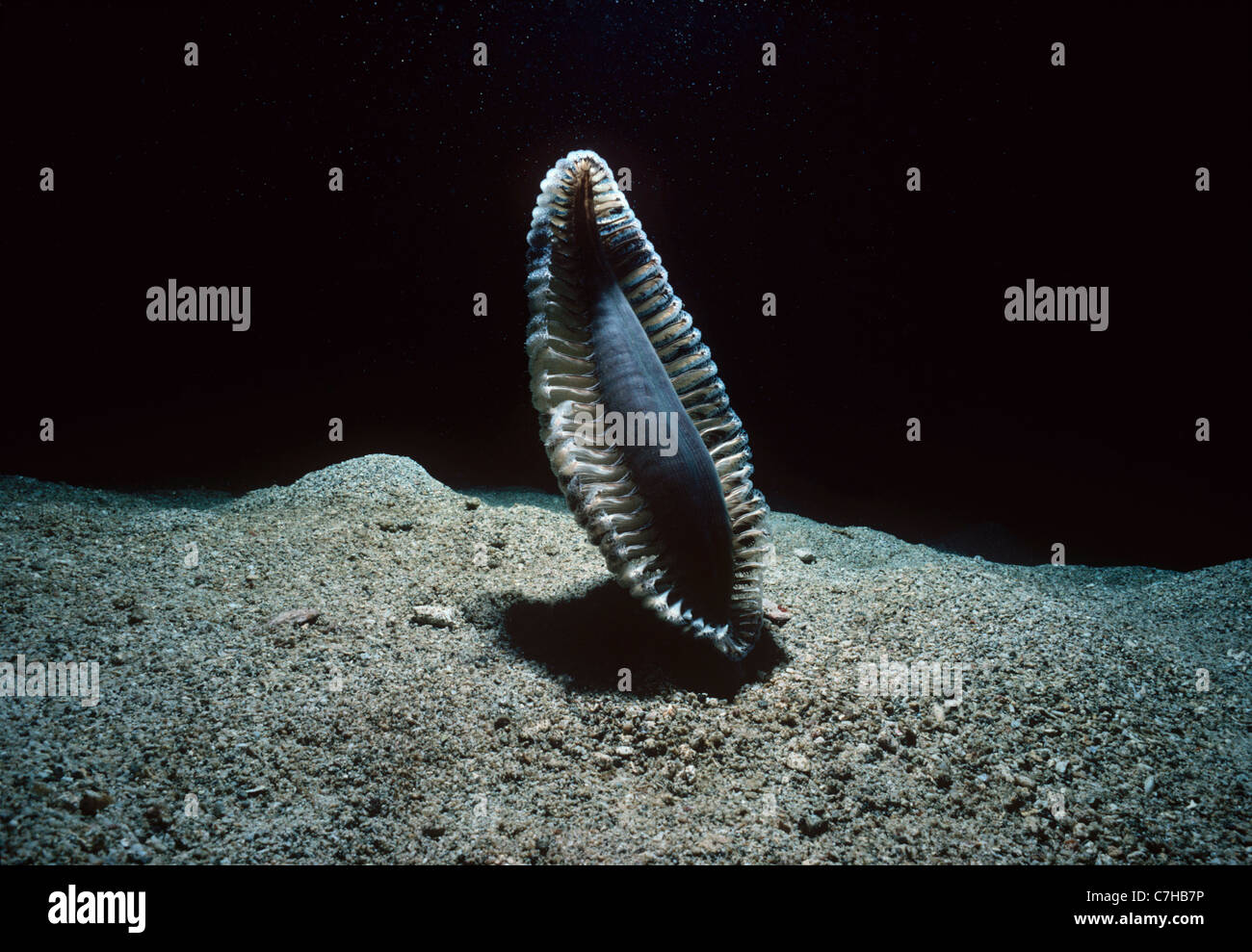 Sea pen in sand at night ( Pteroeides sp.). Papua New Guinea, Bismarck Sea Stock Photo