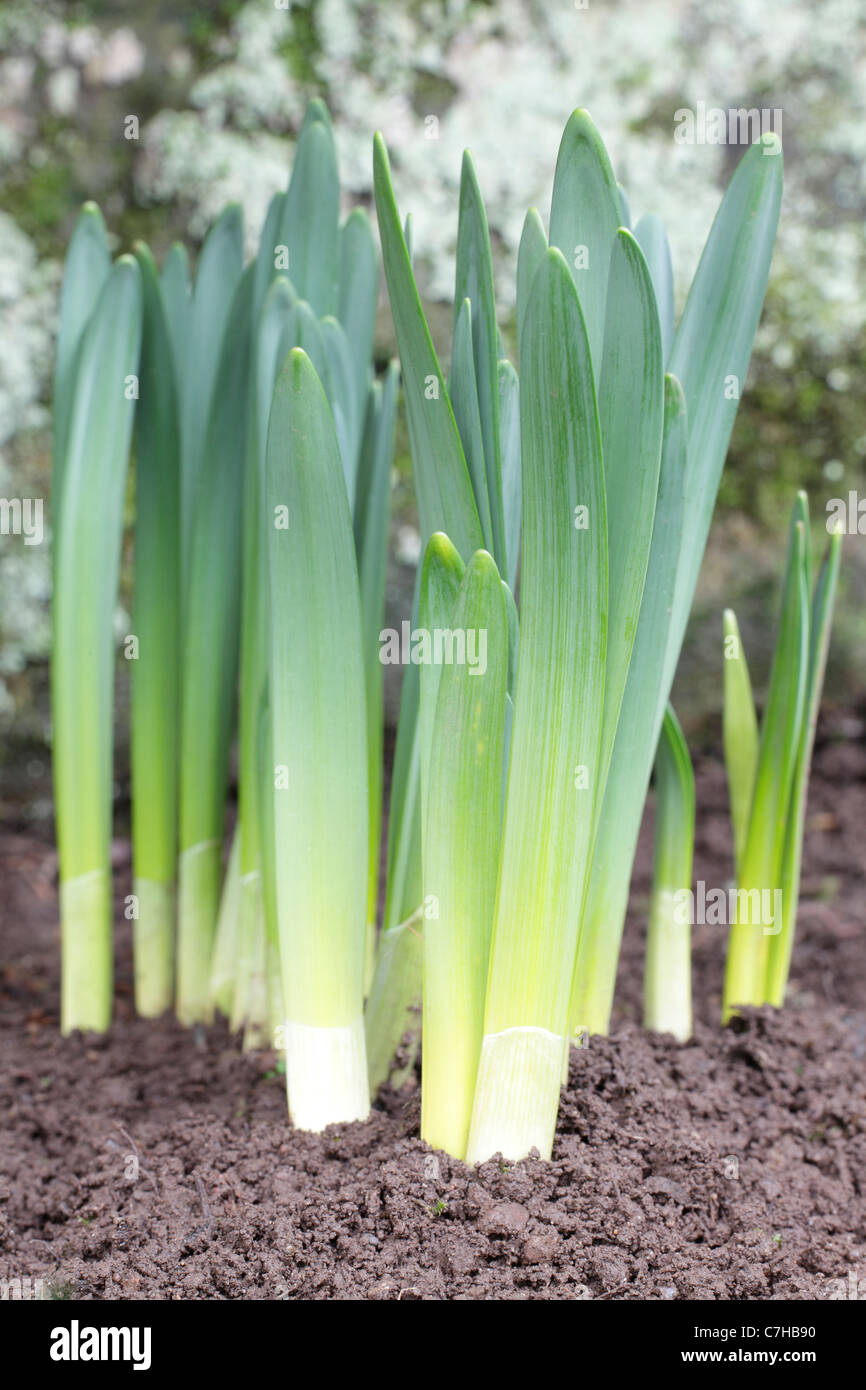 New perennials hires stock photography and images Alamy