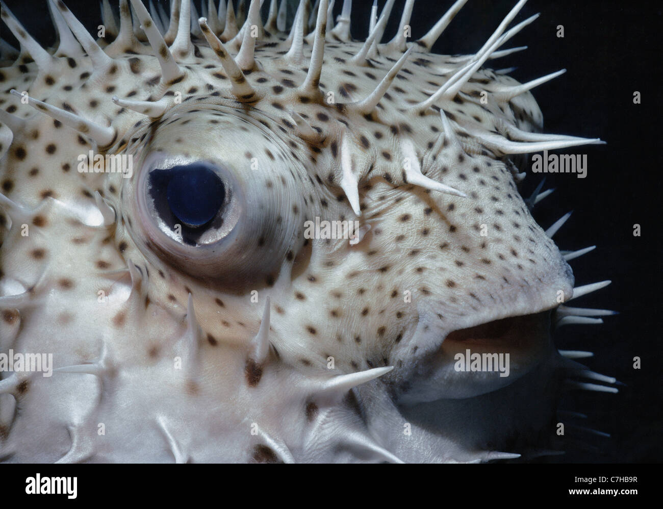 Eye and spines on Spotted Porcupinefish (Diodon hystrix) filled with water as a defensive behavior. Bahamas, Caribbean Sea Stock Photo