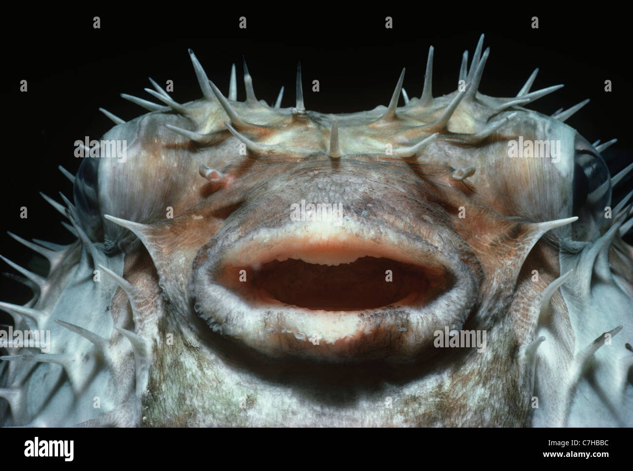 Face of a Blotched Pufferfish (Diodon liturosus) inflated with water at night as a defensive behavior Palau Islands, Micronesia Stock Photo