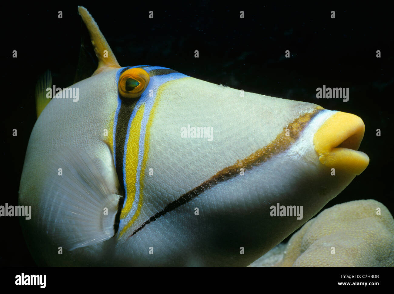 Picasso Triggerfish (Rhinecanthus assasi). Egypt, Red Sea Stock Photo