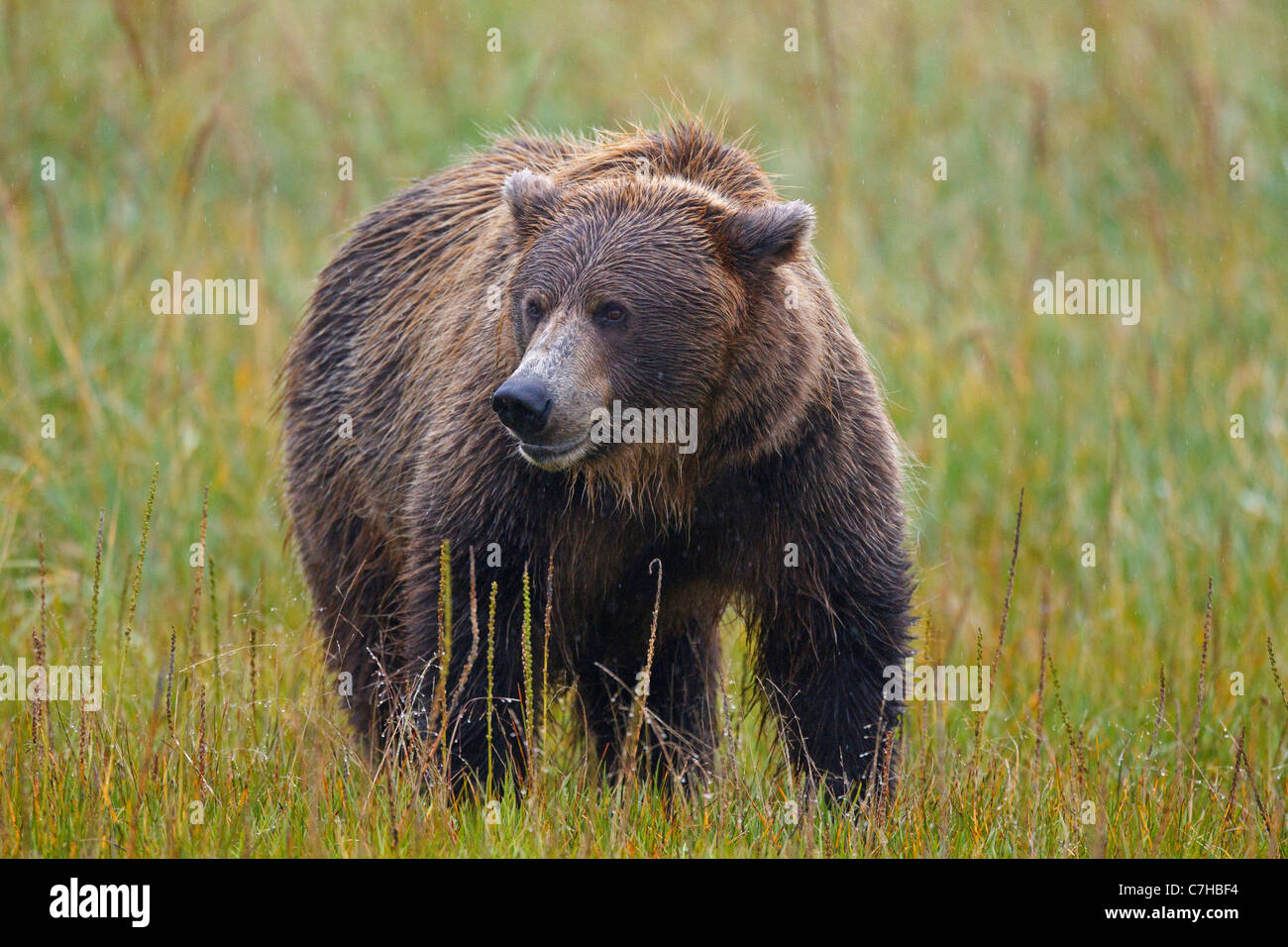 North American brown bear (Ursus arctos horribilis) sow stands in field, Lake Clark National Park, Alaska, United States Stock Photo