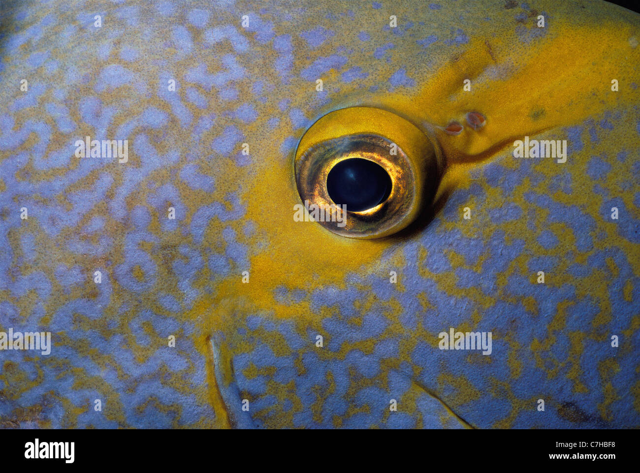 Eye of Yellowfin Surgeonfish (Acanthurus xanthopterus), Australia - Great Barrier Reef Stock Photo
