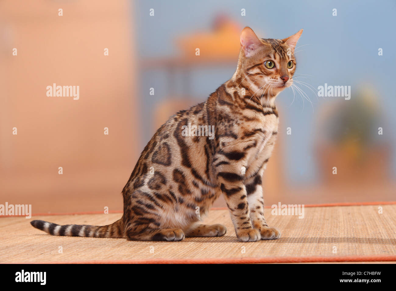Bengal Cat, tomcat, 6 months Stock Photo