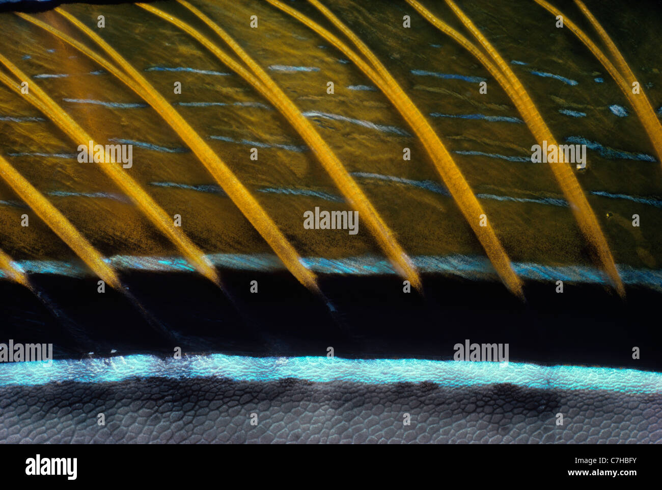 Dorsal fin of Orangespine Unicornfish (Naso lituratus) - Red Sea, Egypt Stock Photo